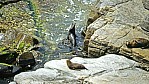 Kangaroo Island - Flinders Chase Nationalpark - Cape du Couedic - Pelzrobben_D06-16-16.jpg