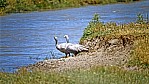 Kangaroo Island - Flinders Chase Nationalpark - Hhnergnse - Cape Barren-Gnse - [Cereopsis novaehollandiae]_D06-15-41.jpg