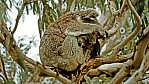 Kangaroo Island - Flinders Chase Nationalpark - Koala_D06-16-08.jpg