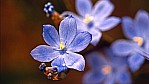 Kangaroo Island - Flinders Chase Nationalpark - blaue Blte - [Campanulaceae]_D05-18-17.jpg