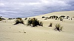 Kangaroo Island - Little Sahara_C04-26-36.jpg