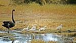 Kangaroo Island - Murray Lagoon - Schwarzschwan - [Cygnus atratus] - mit Kken_D06-16-31.jpg