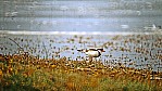 Kangaroo Island - Murray Lagoon - Schwarzstirnregenpfeifer - Black-fronted Dotterel - [Elseyornis (Charadrius) melanops]_D06-16-35.jpg