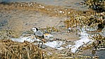 Kangaroo Island - Murray Lagoon - Steinwlzer - Ruddy Turnstone - [Arenaria interpres]_D06-16-39.jpg