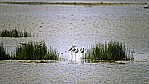 Kangaroo Island - Murray Lagoon - Stelzenlufer - Black Wing Stilt - [Himantopus himantopus]_D06-16-42.jpg