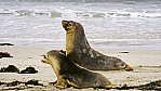 Kangaroo Island - Seal Bay - Seelwen_D06-16-28.jpg