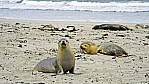 Kangaroo Island - Seal Bay - Seelwen_D06-16-30.jpg