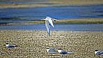 Kangaroo Island - Seeschwalben - Fairy Tern - [Sterna nereis]_D06-15-45.jpg