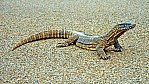 Kangaroo Island - Waran_D06-16-03.jpg