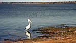 Lake Bonney - Pelikan_D06-09-21.jpg