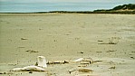 Lake Eyre - Cooper River Mndung (mouth)_C04-32-19.JPG