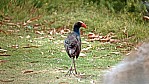 Mannum - Purpurhuhn - Purple Swamphen - [Porphyrio Porphyrio]_D06-15-23.jpg