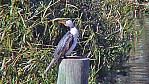 McLaren Vale - Kormoran - Little pied cormorant - [Phalacrocorax melanoleucos]_(SA-2003-313).jpg