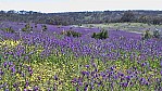 McLaren Vale - Onkaparingatal - Bltenfeld_(SA-2003-314).jpg