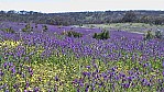 McLaren Vale - Onkaparingatal - Bltenfeld_(SA-2003-314).jpg