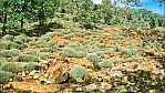 Mulkay Gorge - Flinders Range Nationalpark - Spinnifexgras_C04-32-47.JPG