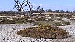 Murray River - Banrock Station - ausgetrocknetes Sumpfland_(SA-2003-301).jpg