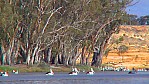Murray River - Blanchetown - Steilufer - Pelikane_SA-2003-411.jpg