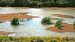 Murray River - Hochwasser bei Bow Hill_C04-24-49.jpg