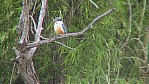 Murray River - Mannum - Eisvogel - [Todiramphus sanctus]_2003-415.JPG