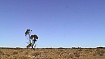 Nullarbor Nationalpark - Baum_(SA-2003-291).jpg