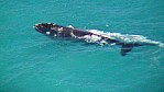 Nullarbor Nationalpark - Great Australian Bight - Wal vor der Kste_(SA-2003-287).jpg