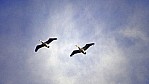 Pelikane im Flug_D06-17-01.jpg