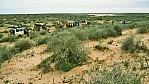Tirari Desert - Outback (bei Etadunna) - Fahrzeugkolonne_C04-31-16.JPG