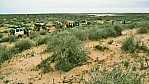 Tirari Desert - Outback (bei Etadunna) - Fahrzeugkolonne_C04-31-16.JPG