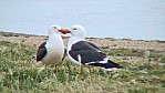 Victor Harbour - Dickschnabelmwen [Larus pacificus]_(SA-2003-316).jpg