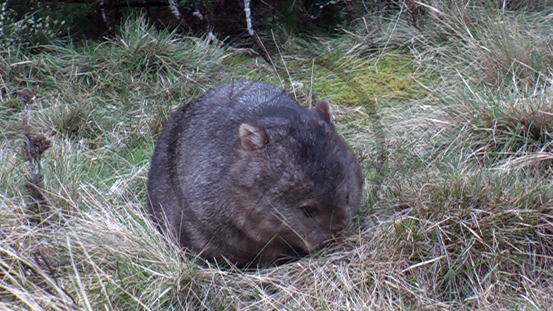 1091_Wombat_2 (2007TAS)_P101-0223.JPG