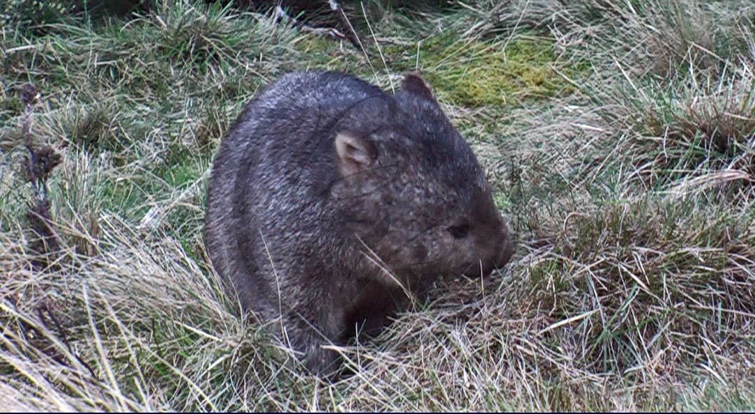 1092_Wombat_3 (2007TAS)_P101-0224.JPG