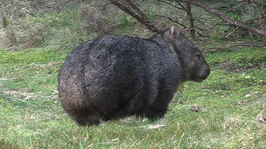 1093_Wombat_4 (2007TAS)_P101-0225.JPG