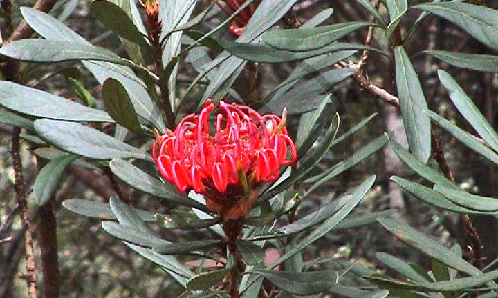 2001_Tasmanien_Waratah [Telopea oreades].jpg