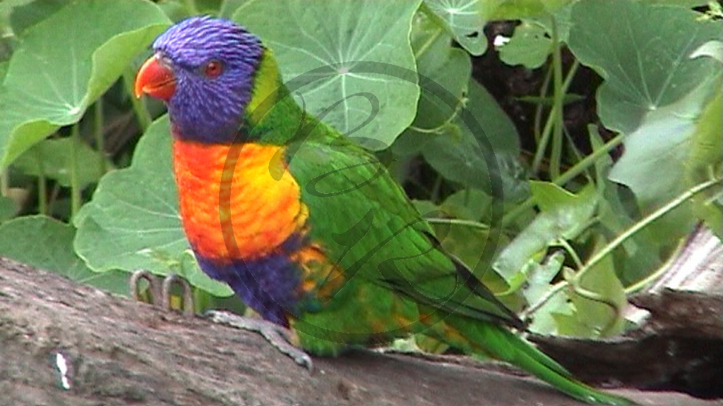 Bicheno Vogelpark Allfarblori [Trichoglossus haematodus] (2001TAS)_13.jpg