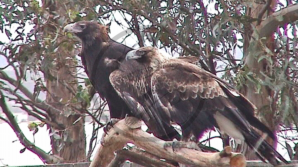 Bicheno Vogelpark Keilschwanzadler [Aquila audax] (2001TAS)_15.jpg