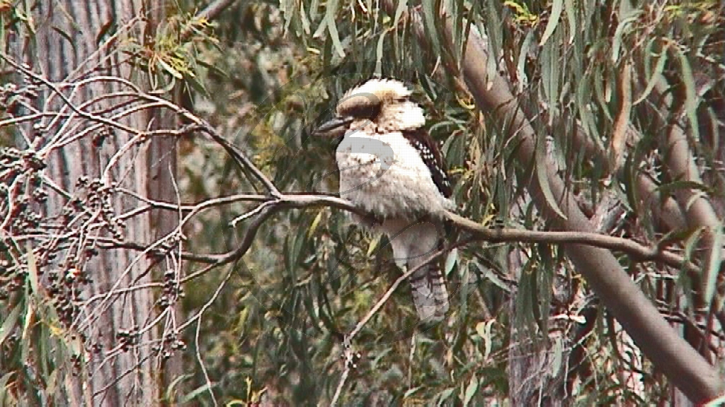 Lake St. Clair NP Haubenliest [Dacelo leachii] (2001TAS)_40.jpg