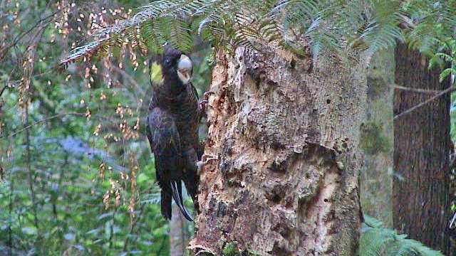 Rußkakadu gelbschwänziger (TAS-2001-44).jpg