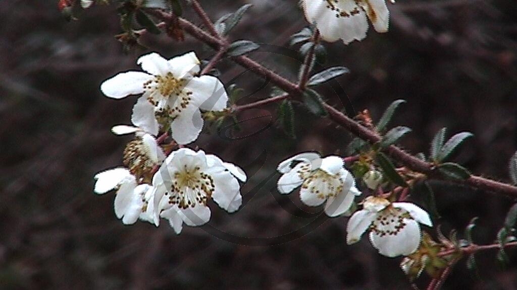 Strahan Weiße Blüte [Tee Tree] (2001TAS)_34.jpg