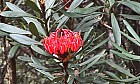 2001_Tasmanien_Waratah [Telopea oreades].jpg