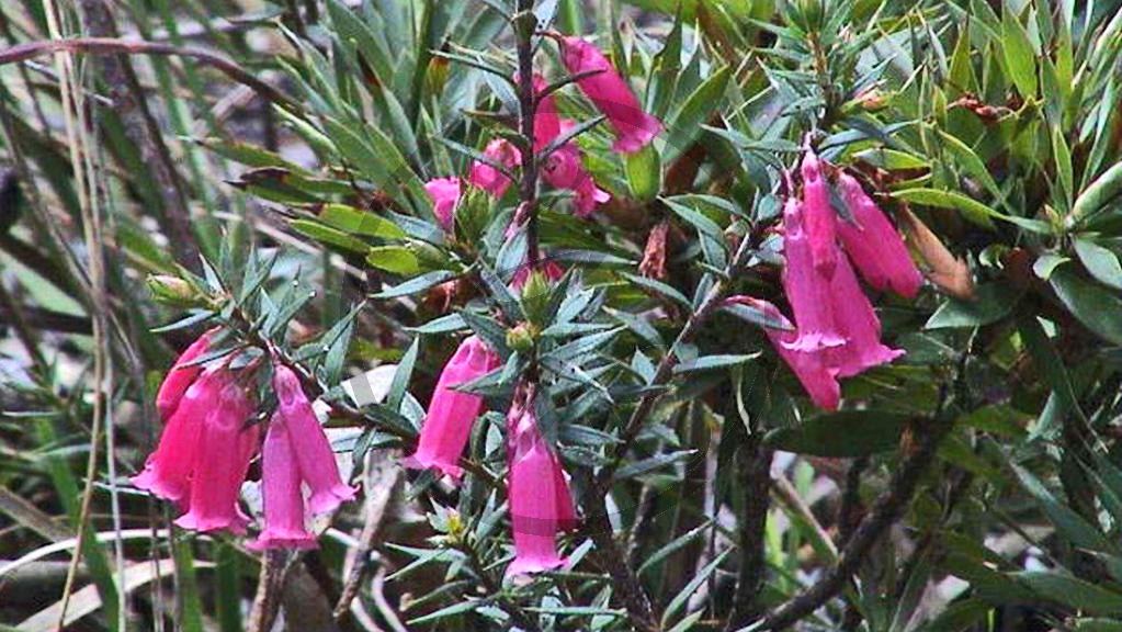 237_Grampians, Glockenheide (VIC-2003-340).jpg