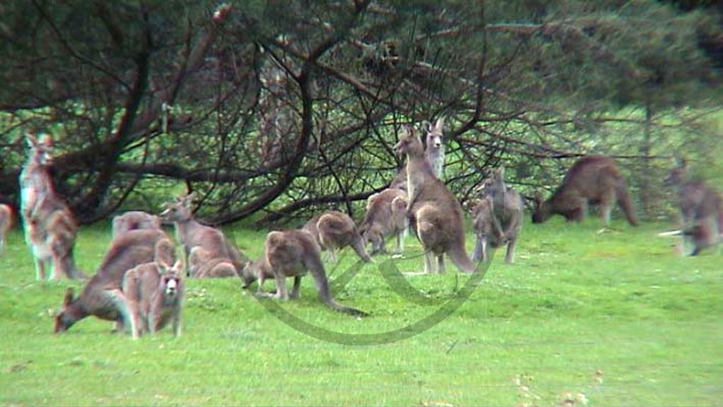 239_Grampians, Kängeruh-Herde (VIC-2003-343).jpg