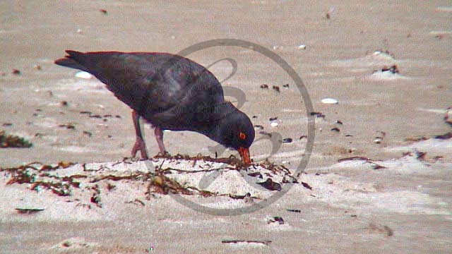 245_Wilsons Promontory National Park, Rußausternfischer [Haematopus fuliginosus] (VIC-2003-354).jpg