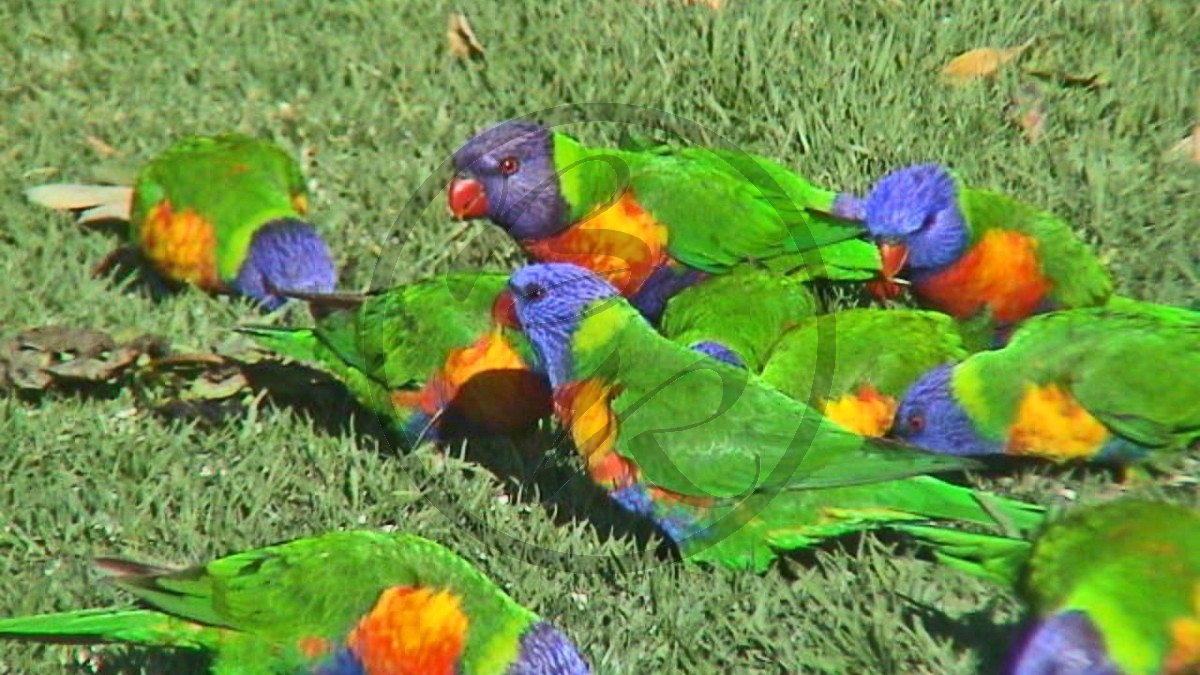 246_Lakes Entrance, Allfarblori [Trichoglossus haematodus] (VIC-2003-357).jpg