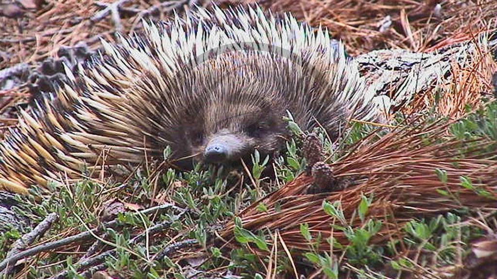 252_Snowy Mountains - Lake Eucumbene, Echidna (NSW-2003-362).jpg