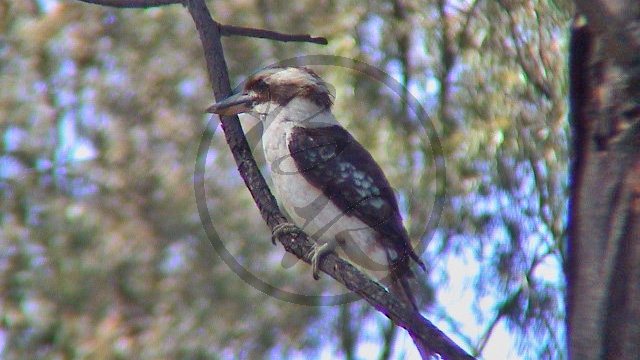 264_Murray River - Echuca, Jägerliest [Dacelo novaeguineae]  (2003-379).jpg