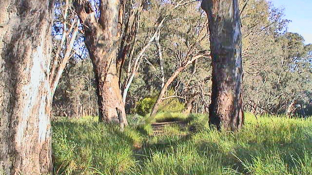 266_Murray River - Echuca, Victoria Park (VIC-2003-384).jpg