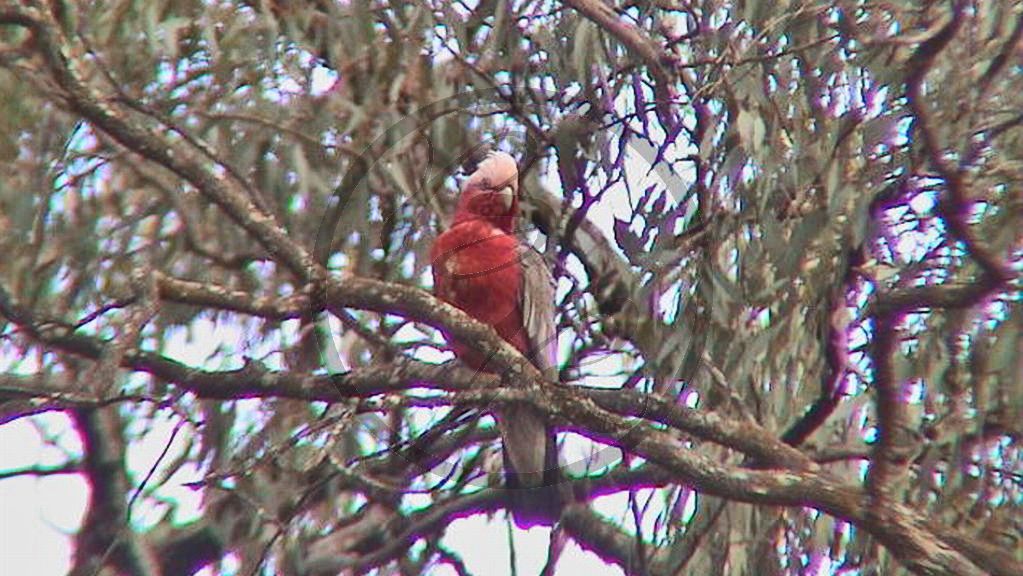 267_Murray River - Echuca, Rosakakadu [Eolophus (Cacatua) roseicapillus] (2003-381).JPG