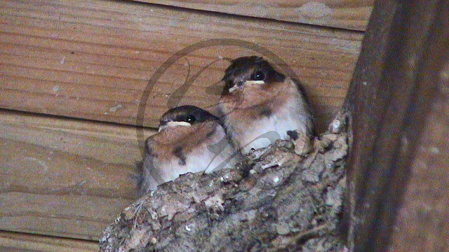 268_Murray River - Kerang, Ibis Rockery, Weißkehlschwalbe [Hirundo neoxena] im Nest (2003-385).jpg