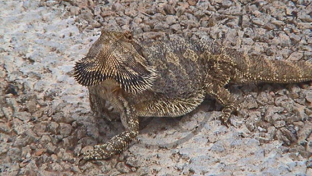 269_Murray River - Nyah State Forest, Echse (2003-390).jpg